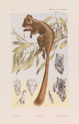 Leadbeaters Possum, Gymnobelideus leadbeateri